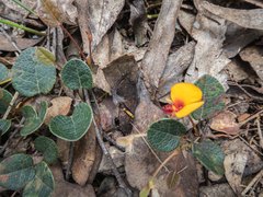 Bossiaea prostrata