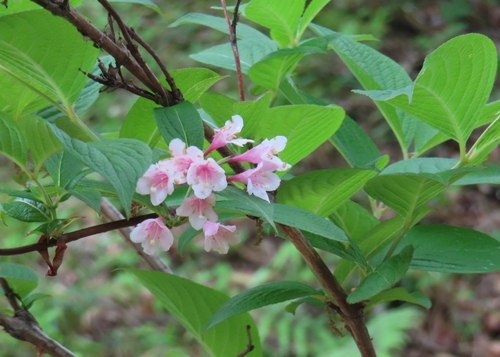 Weigela coraeensis, photograph 4