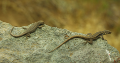 Liolaemus monticola