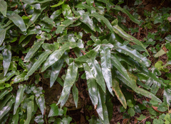 Asplenium sagittatum