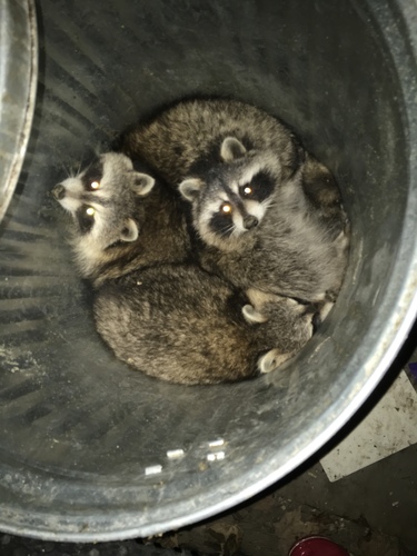 Common Raccoon, 1372 Vermont Route 65, South Strafford, VT, US, photo 9 of 10