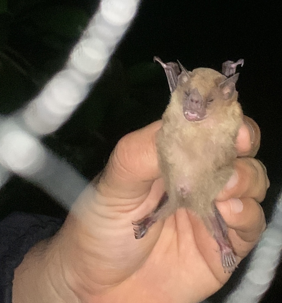 Baker's Yellow-Shouldered Bat
