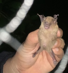 Baker's Yellow-Shouldered Bat photo 1