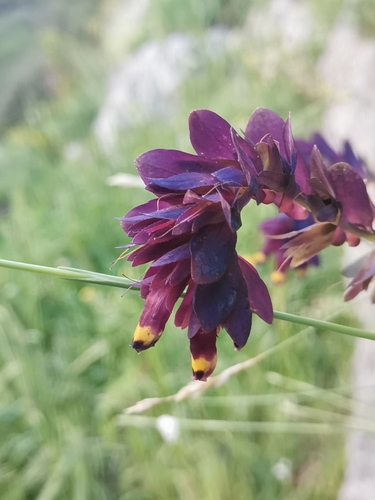 Image of Cerinthe retorta by (c) Ljaž, some rights reserved (CC BY)