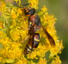 Euodynerus hidalgo hidalgo