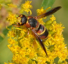 Euodynerus hidalgo hidalgo
