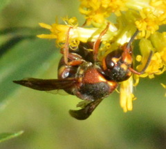 Euodynerus hidalgo hidalgo