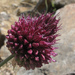 Allium sphaerocephalon - Photo (c) jacinta lluch valero, algunos derechos reservados (CC BY-SA)