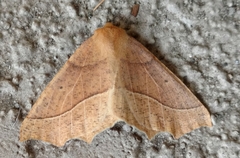 Tetracis jubararia