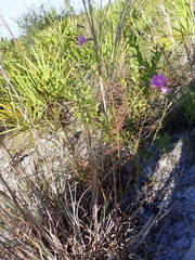 Agalinis filifolia