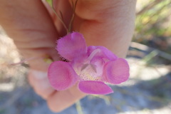 Agalinis filifolia