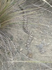 Crotalus ravus