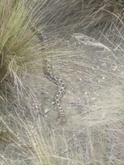 Crotalus ravus