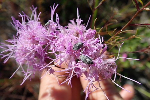Odontocorynus larvatus