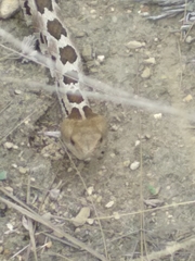 Crotalus ravus