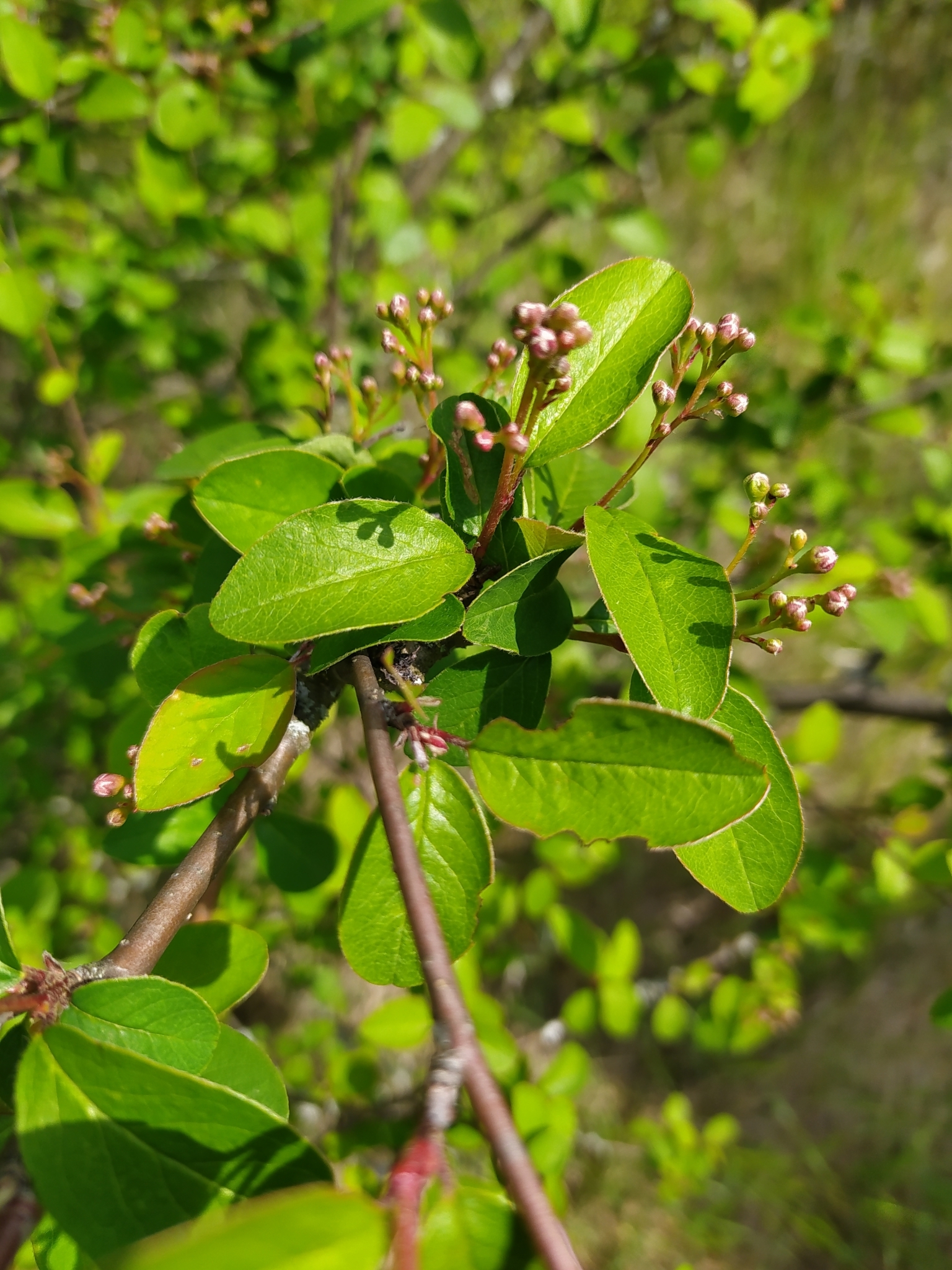 Cotoneaster roseus