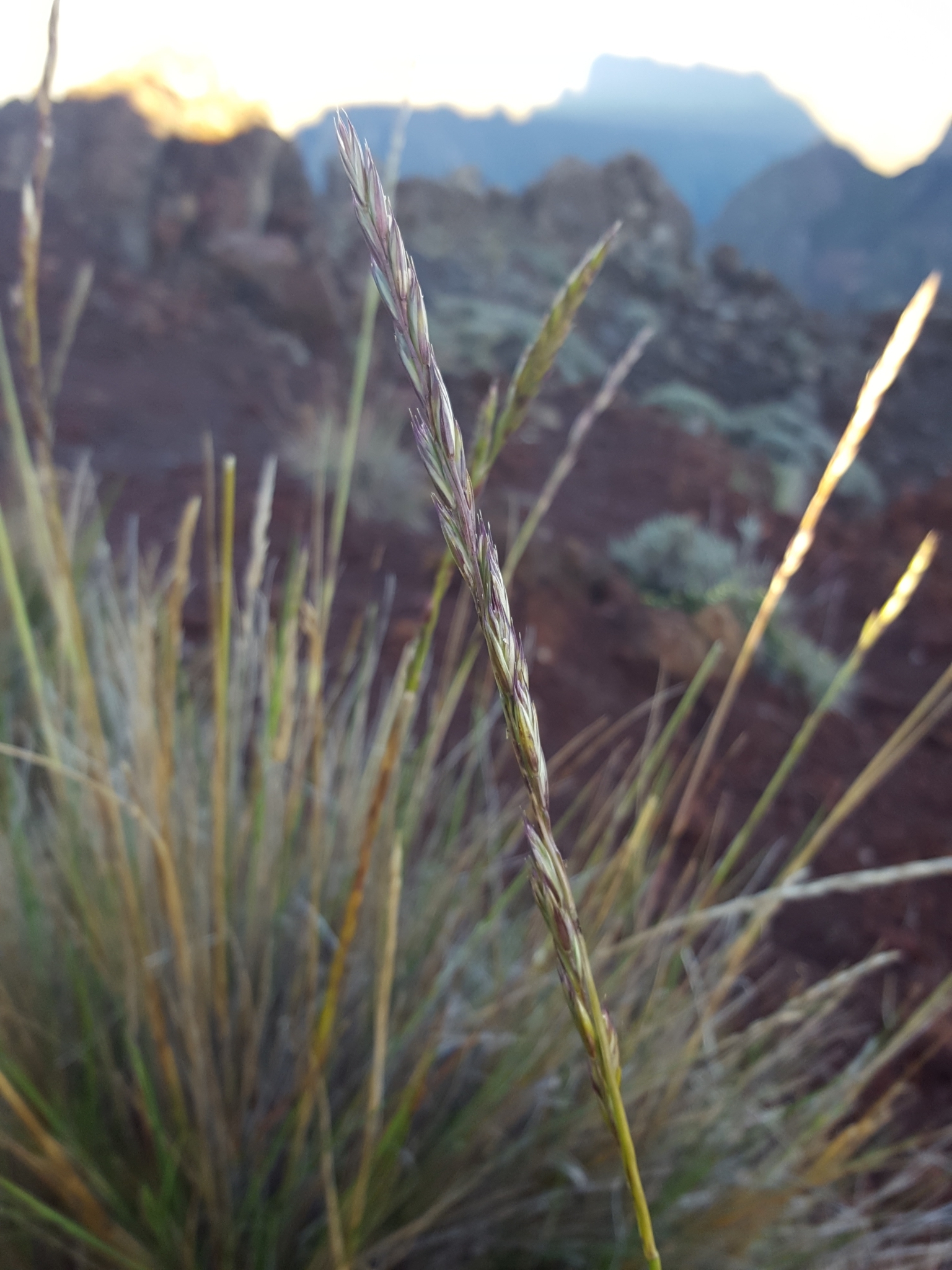 (c) François Rousseu, certains droits réservés (CC BY-NC) https://www.inaturalist.org/observations/158066024