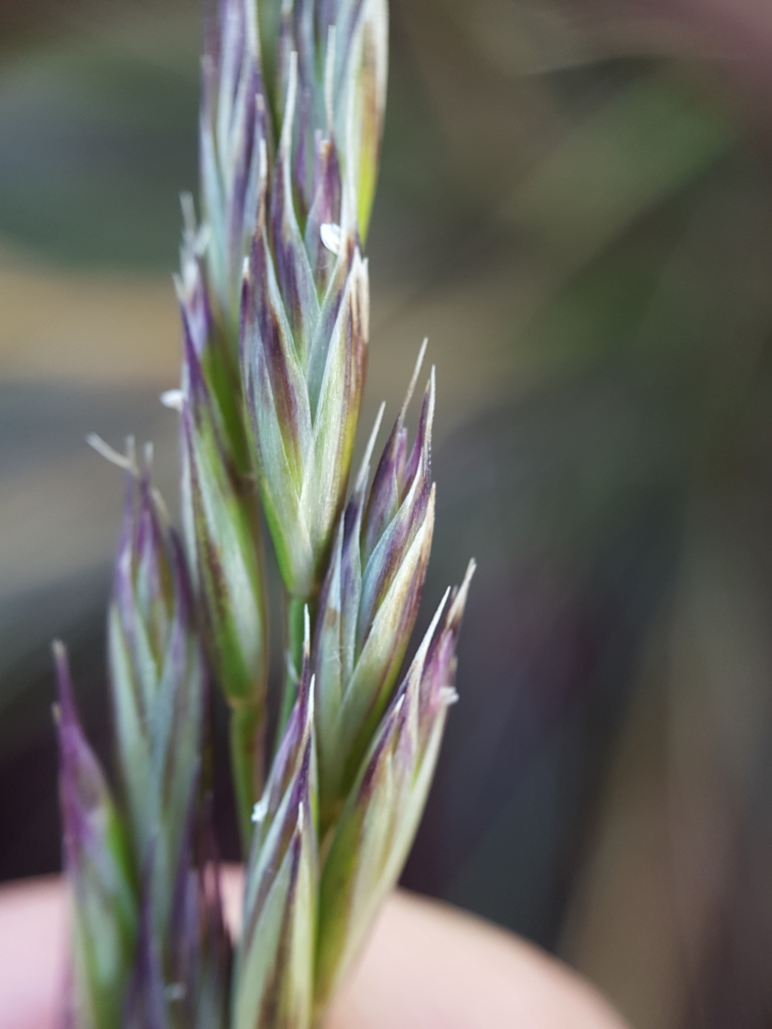 (c) François Rousseu, certains droits réservés (CC BY-NC) https://www.inaturalist.org/observations/158066024