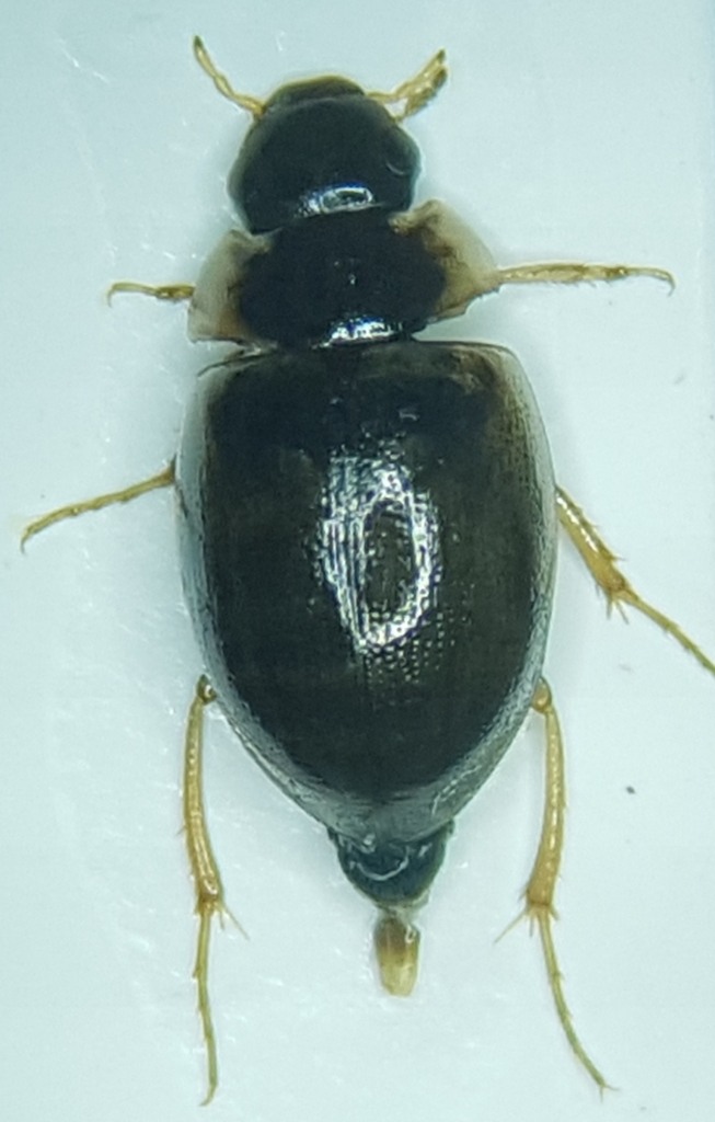 Laccobius sinuatus