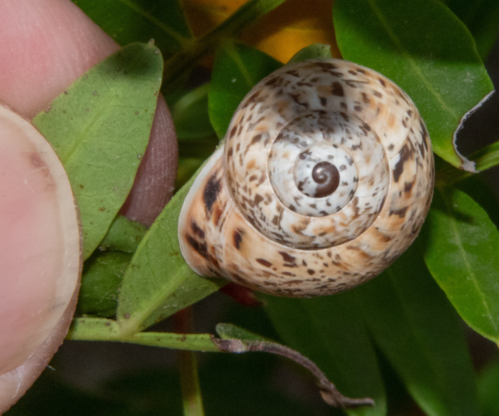 Iberellus balearicus
