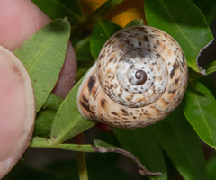 Allognathus balearicus image