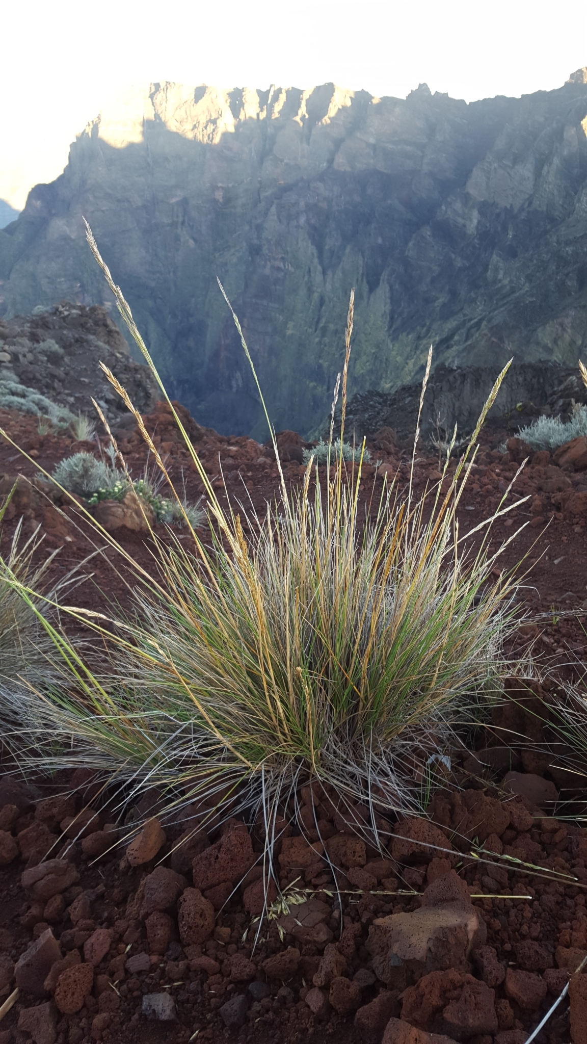 (c) François Rousseu, certains droits réservés (CC BY-NC) https://www.inaturalist.org/observations/158066024