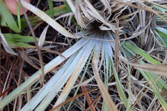 Andropogon virginicus