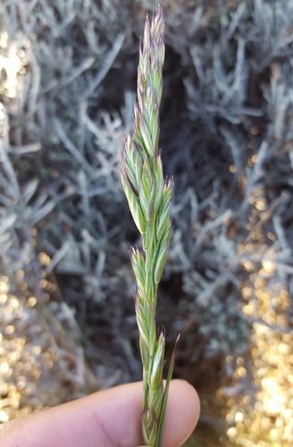 Festuca abyssinica