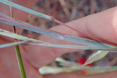 Andropogon virginicus