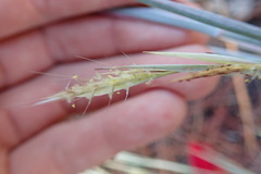 Andropogon virginicus