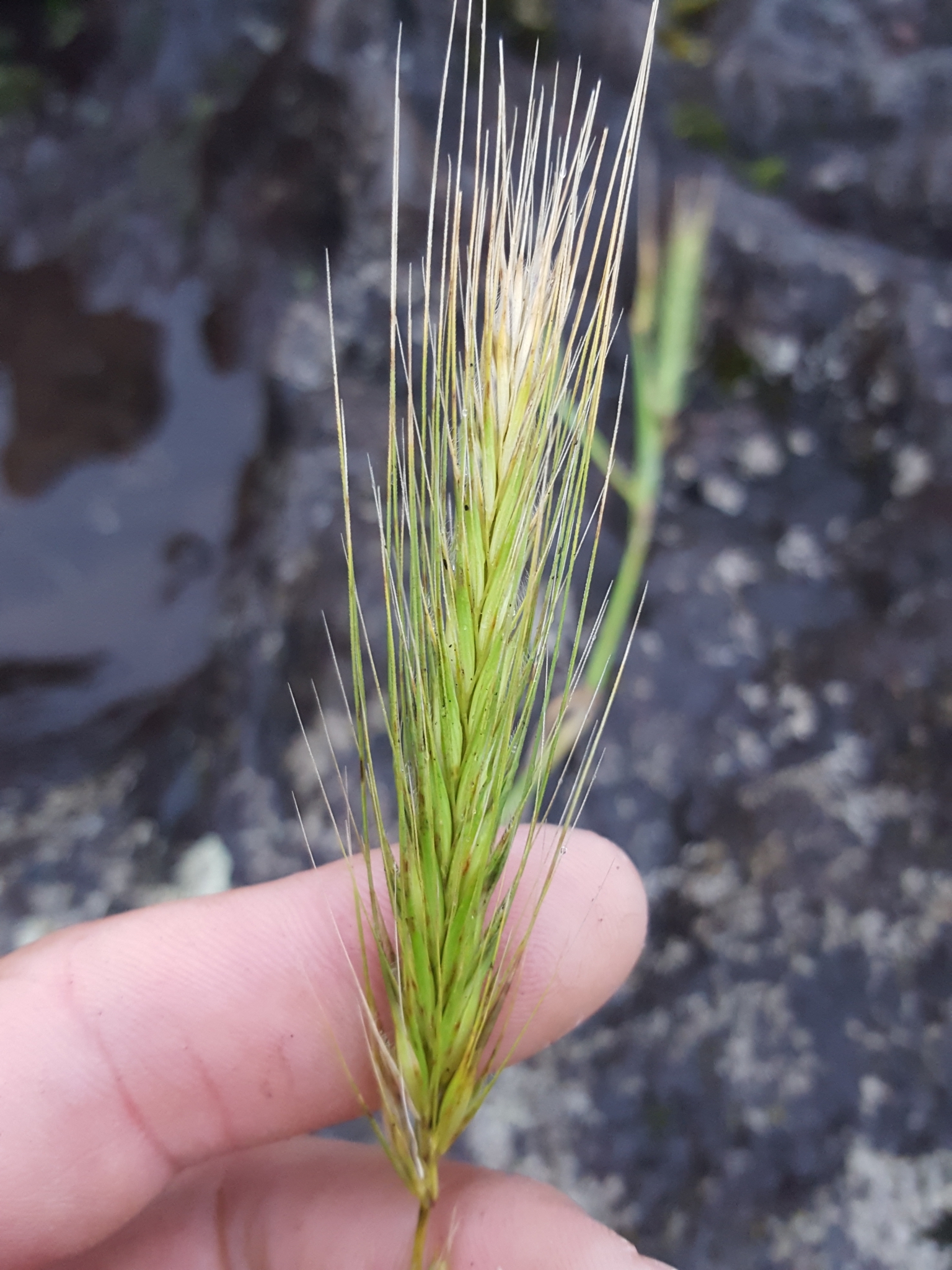 (c) François Rousseu, certains droits réservés (CC BY-NC) https://www.inaturalist.org/observations/158067208
