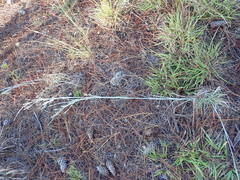 Andropogon virginicus