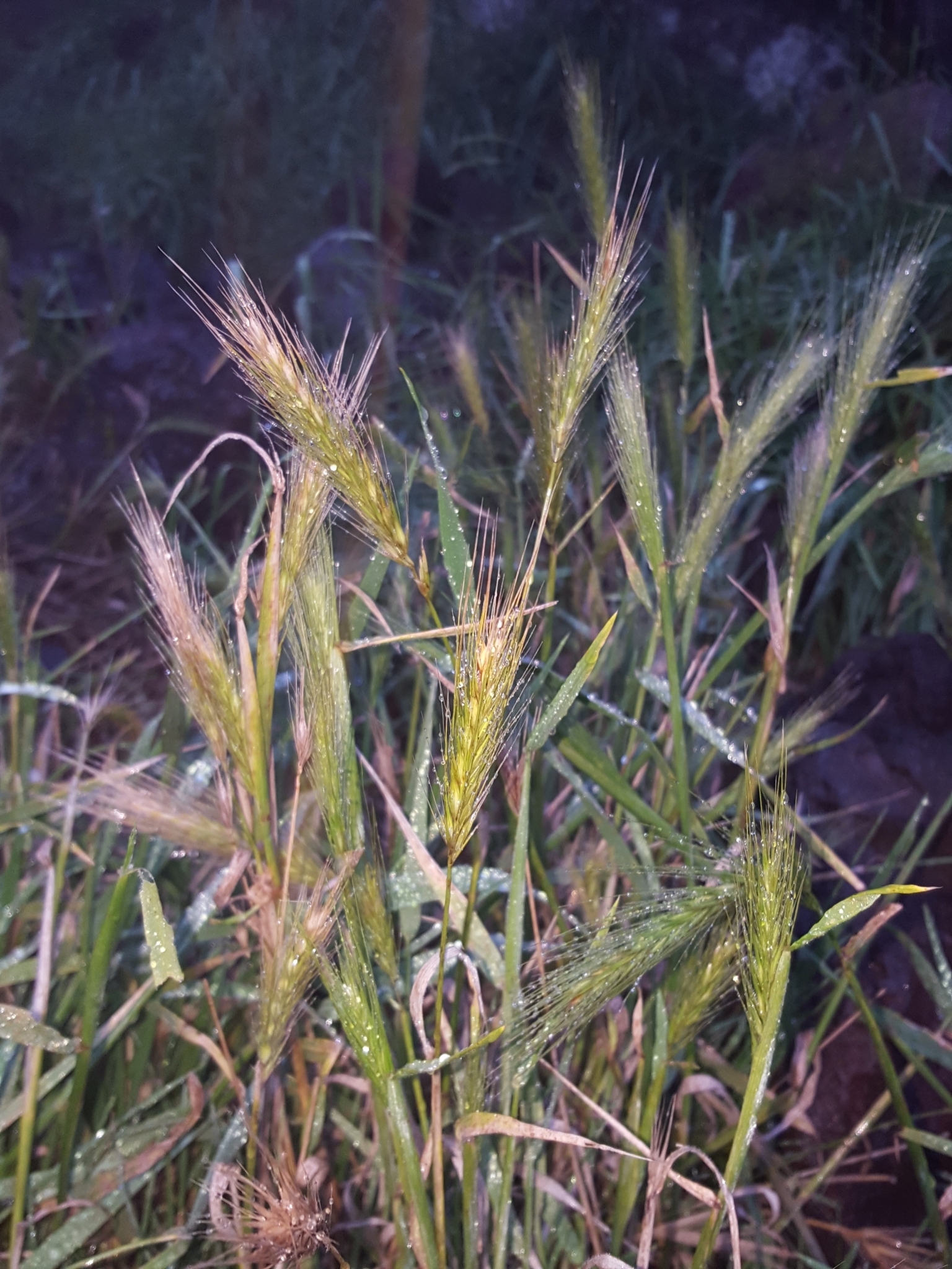 (c) François Rousseu, certains droits réservés (CC BY-NC) https://www.inaturalist.org/observations/158067208
