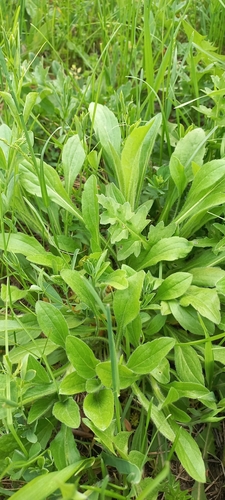 annual fleabane