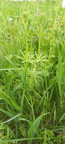 catchweed bedstraw