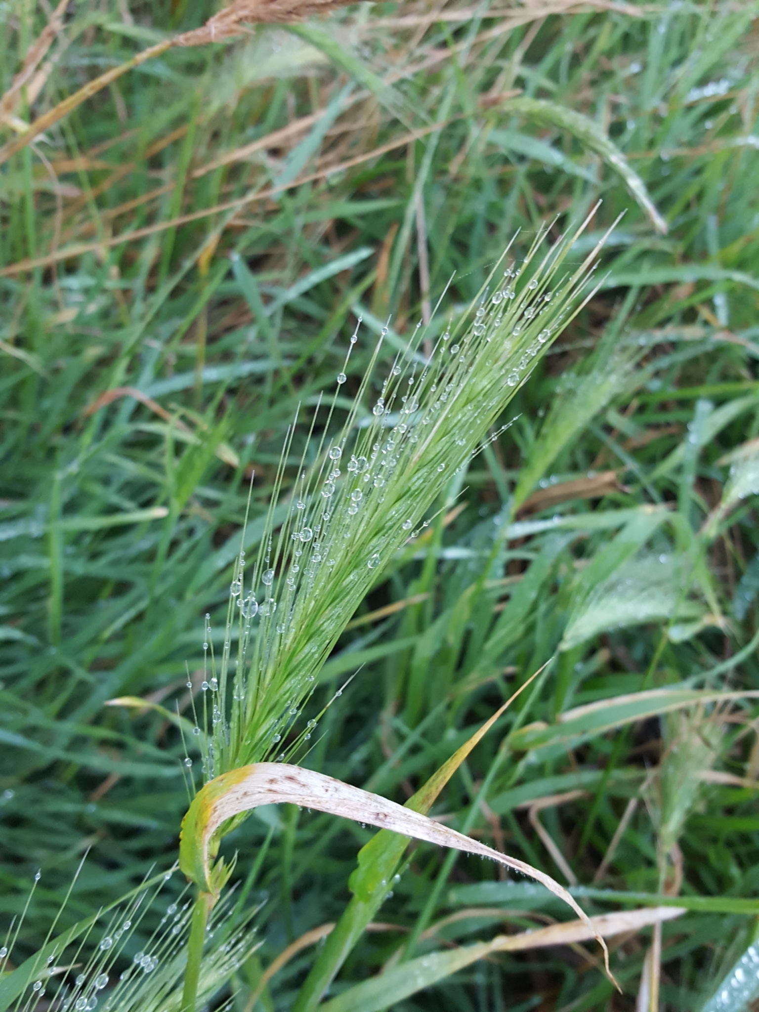 (c) François Rousseu, certains droits réservés (CC BY-NC) https://www.inaturalist.org/observations/158068384
