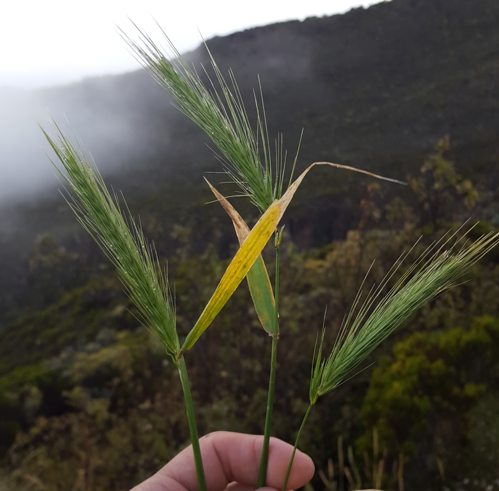 (c) François Rousseu, certains droits réservés (CC BY-NC) https://www.inaturalist.org/observations/158068384