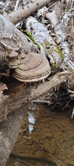 Ganoderma applanatum image