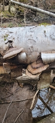 Ganoderma applanatum image