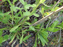 Carphephorus corymbosus