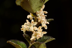 Myrsine nummularia
