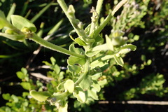 Carphephorus corymbosus