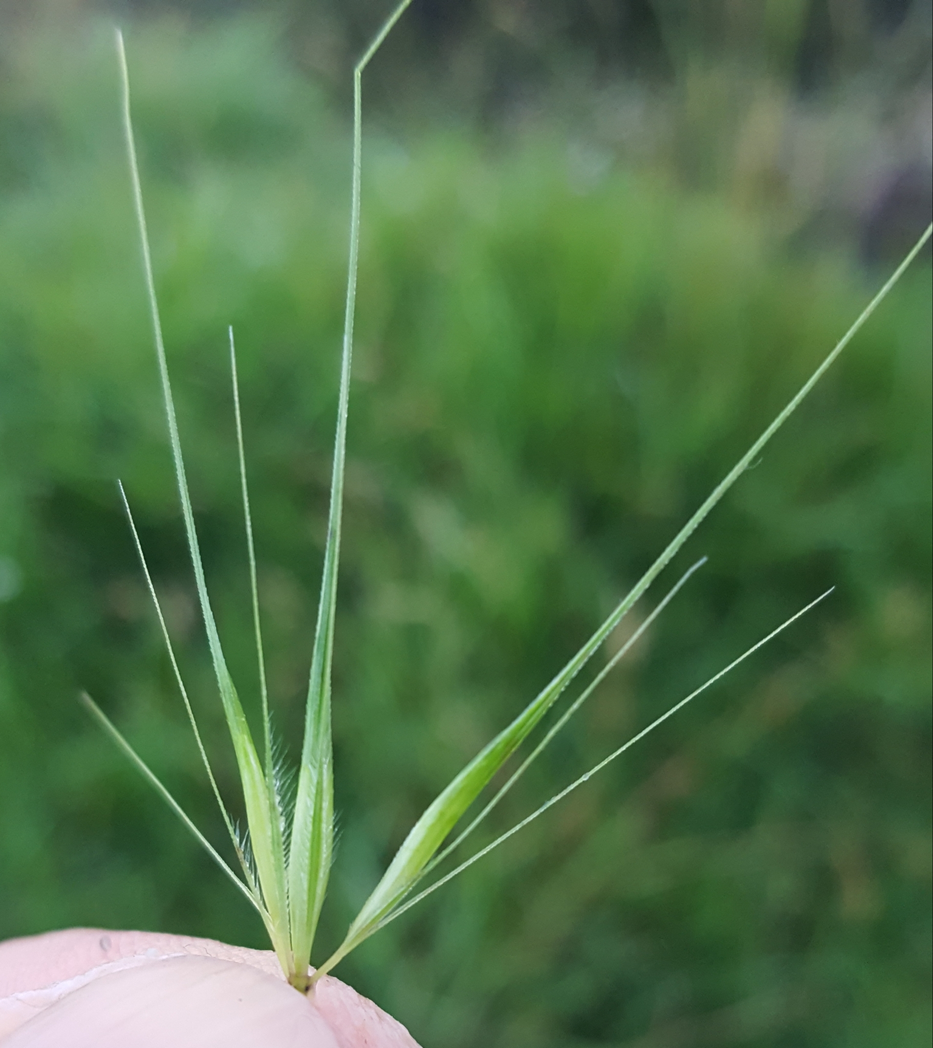 (c) François Rousseu, certains droits réservés (CC BY-NC) https://www.inaturalist.org/observations/158068384