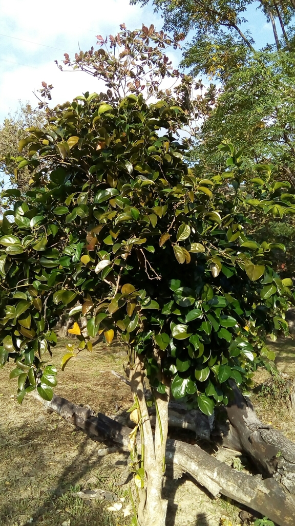 Gonocaryum