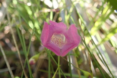 Agalinis filifolia