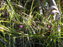 Agalinis filifolia