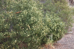 Acacia rupicola