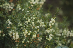 Acacia rupicola