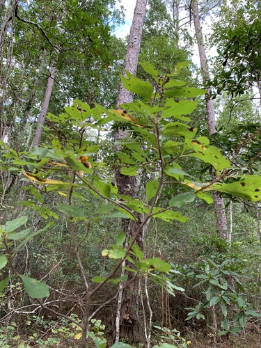 Clethra alnifolia image