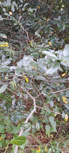 Image of Dalbergia obovata by (c) Mmatjie Mashao, some rights reserved (CC BY-SA)